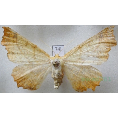 Ennomos autumnaria (Werneburg, 1859) female Latalec jesieniak Czech74l